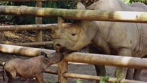 Western Black Rhino Declared Extinct Bbc News