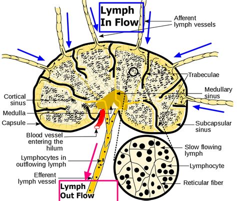 Ganglions Lymphatiques Causes Des Ganglions Lymphatiques Enfl S Dans