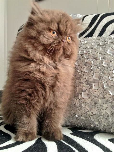 Miss Diva Our Beautiful Chocolate Persian Persian Cat Persian Cats
