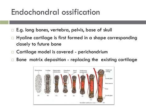 Ppt Bone Physiology Powerpoint Presentation Free Download Id1973165