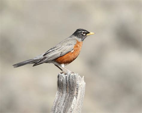 These Bird Sightings Are The True Sign Spring Has Sprung In Kamloops Infonews Thompson