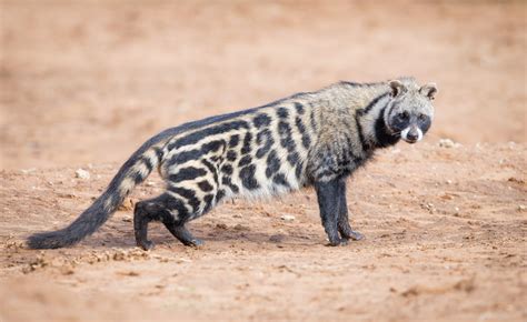 African Civet Animal Facts Information And Latest Pictures All