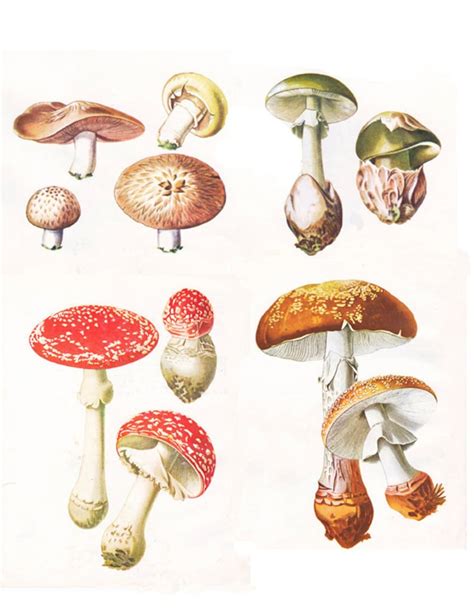 Vintage Mushroom Print A Printable Digital Image No 392 Etsy