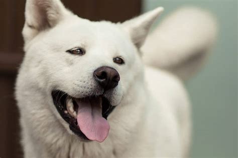 Akita Inu Must Know Things Before Getting One Doggowner