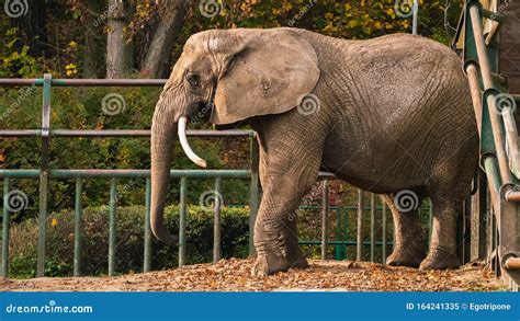 An Elephant In A Zoo Habitat Stock Image Image Of Natural Powerful