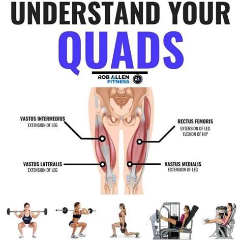 Understand Your Quads Follow For More Quad Exercises Hamstring Workout Quad Muscles