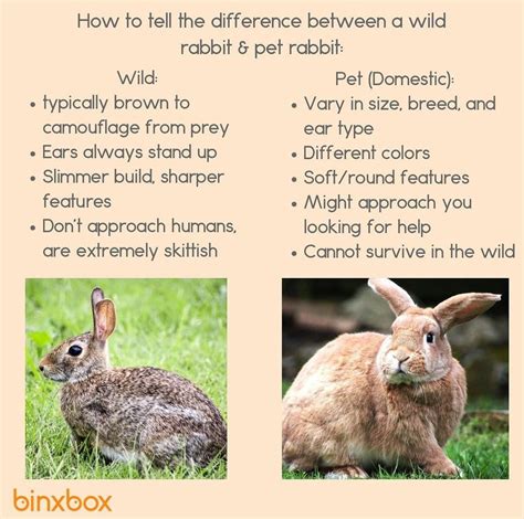 a good visual for identifying domestic rabbits vs wild r rabbits