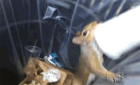 Squirrel  Find And Share On Giphy