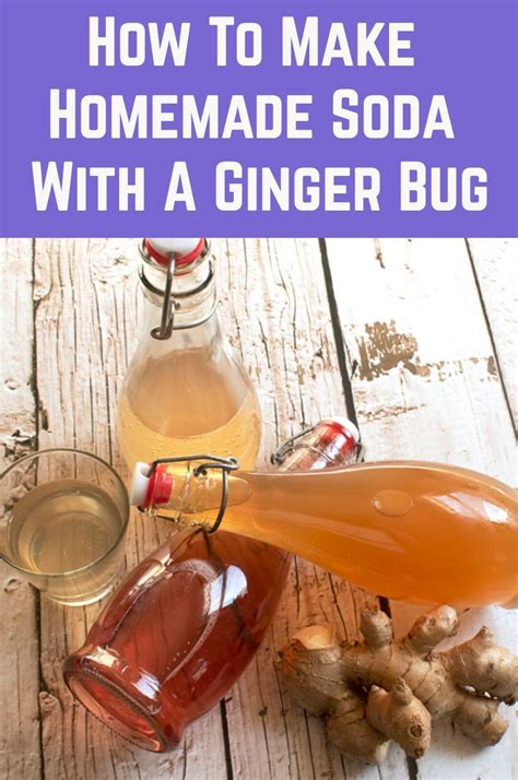 How To Make Homemade Soda With A Ginger Bug Ginger Bug Homemade Soda