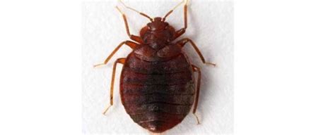 Bed Bugs Extermination Pest Chat