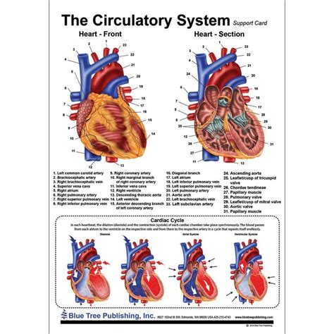 Circulatory And Heart Anatomical Chart