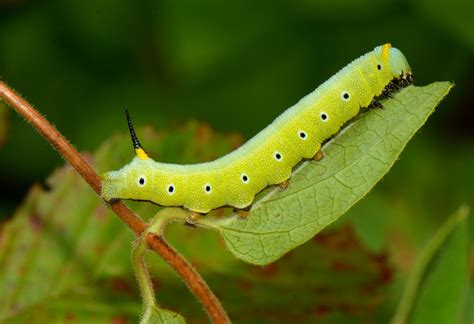 Snowberry Clear Wing Hummingbird Moth Caterpillar A Photo On Flickriver