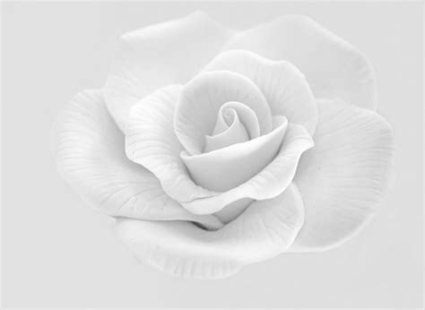 White Rose Free Stock Photo Public Domain Pictures