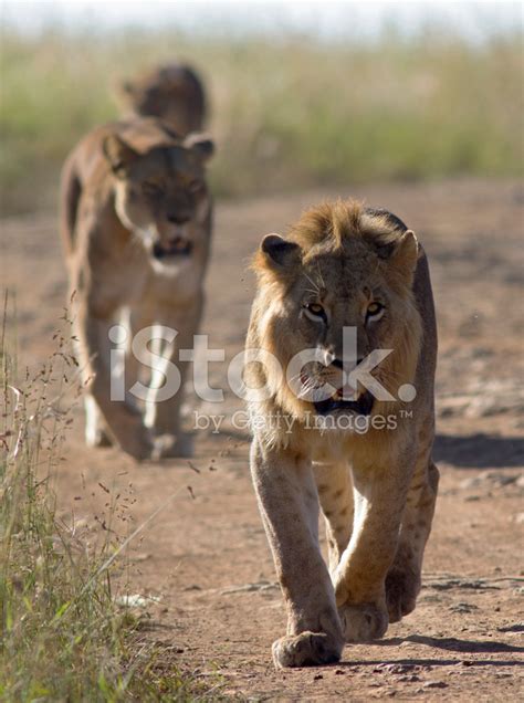 Prowling Lions Stock Photo Royalty Free Freeimages