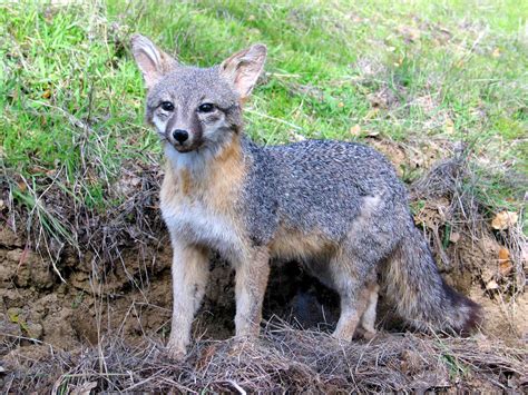 Princeton Landing News Nature Guide Gray Fox