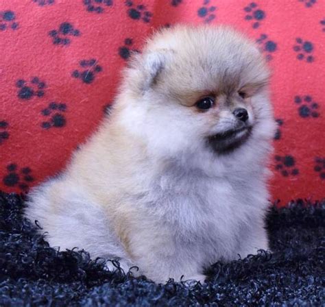 Fluffy A Cream Sable Male Pomeranian Puppy 693238 Puppyspot
