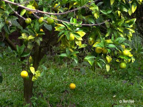 Mosambi Tree At Kanthalloor