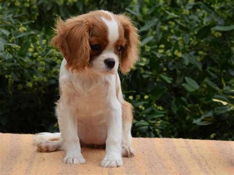 Get A Puppy From One Of The Cat Friendly Dog Breeds