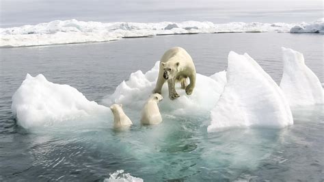 Klimawandel Drei Erschreckende Fakten Zum Verbleib Der Eisb Ren