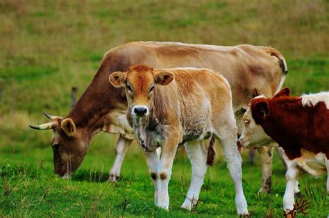 Free Images Nature Grass Field Farm Meadow Prairie Animal Cute