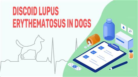 Discoid Lupus Erythematosus In Dogs Petmoo