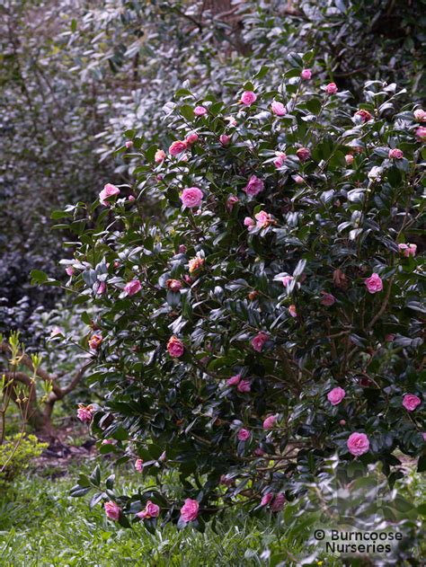 Camellia Nuccios Cameo From Burncoose Nurseries