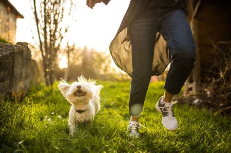 Dog Walking The Health Benefits Of Walks With Your Dog