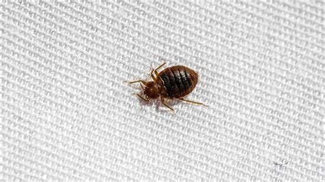 Bed Bugs Vs Ticks Key Differences