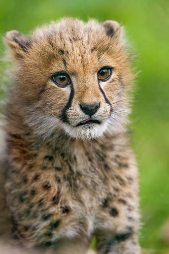 Cheetah Cub Portrait One More Portrait Of A Cutie Tambako The