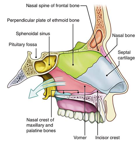 Nose And Nasal Cavity Anatomy
