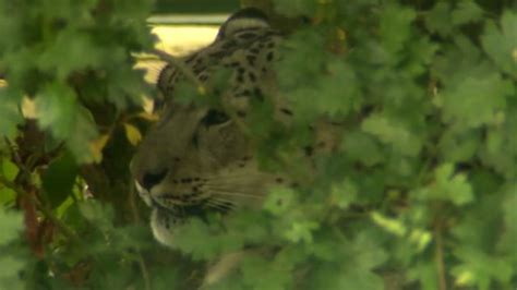 Snow Leopard Arrives In Kent From Russia With Love Bbc News