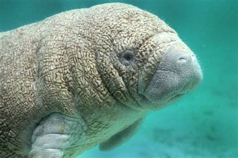Baby Manatee Sea Cow Manatee Facts And Information