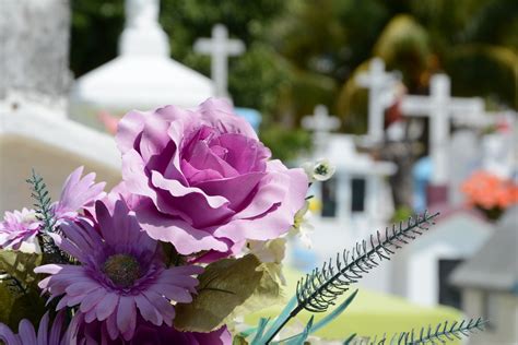 Fotos Gratis Flor Pétalo Religión Memoria Cementerio Muerto