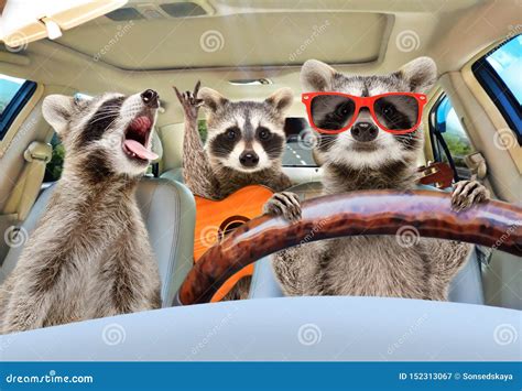 Three Funny Raccoon Ride In The Car Stock Image Image Of Driver