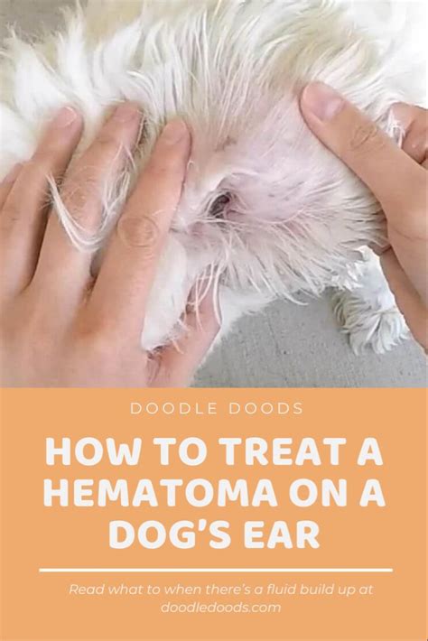 How Do You Treat A Hematoma On A Dogs Ear Doodle Doods Dog Ear