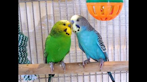 2 Hours Nature Sounds Parakeets Budgies Chirping Singing Reduce Stress