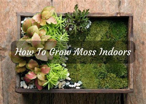 How To Grow Moss Indoors And Take Good Care Of Them Growing Moss