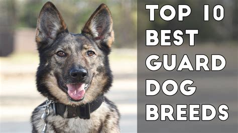 10 Best Guard Dog Breeds Protecting Owners Guard Dog Breeds Best
