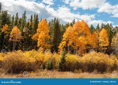 Golden Aspens Of Colorado Stock Photo Image Of Park 80825444