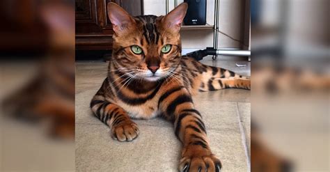 Thor The Bengal Cat Looks Just Like A Tiger Cub Small Joys