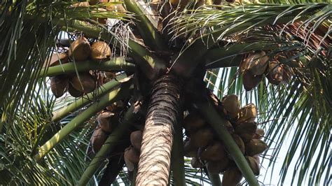 Coconut Tree Vs Palm Tree How To Identify The Difference Fallsgarden
