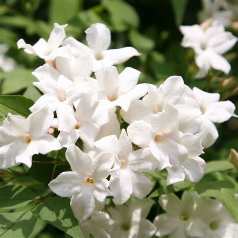 White Jasmine Plant