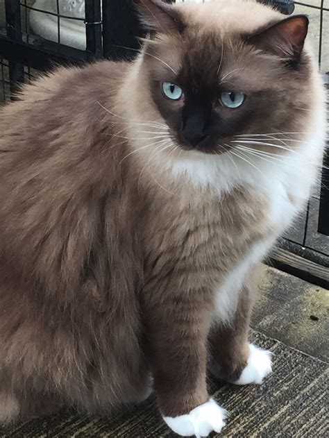 Seal Point Ragdoll Cat King Of Pet Hobby