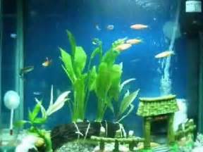 Aquarium Sample Setup for Beginners (5 Gallon Fish Tank) YouTube