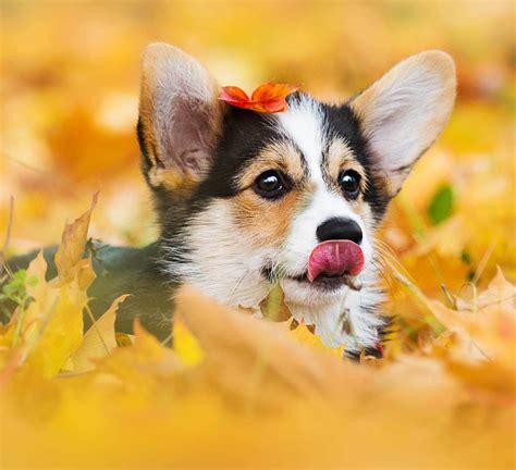 Corgi puppies with good family record, above 99% of blood purity and coming from famous dog breeding farmsare often. Puppy Finder (With images) | Greenfield puppies, Puppy ...