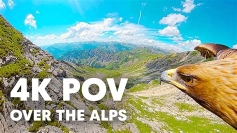 Vidéo Survolez Les Alpes Avec Un Aigle Royal 4k