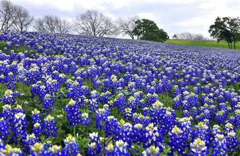 9 Great Places To See Bluebonnets In Texas