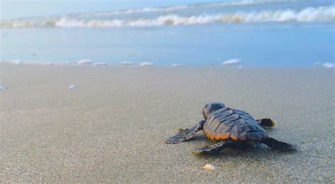 Its Loggerhead Sea Turtle Nesting Season On South Carolina Beaches