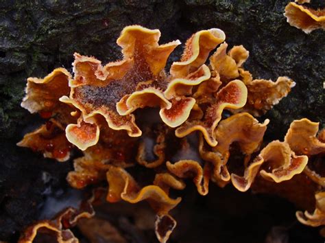 Pin By Liza Schmaltz On Fungi Moss Lichen Mushroom Fungi Fungi