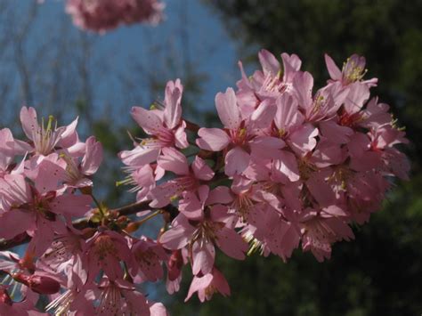 Information About Prunus Okame On Cherry Blossoms Davis Localwiki